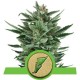 Quick One - Royal Queen Seeds